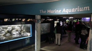 Kew Gardens Marine Aquarium 